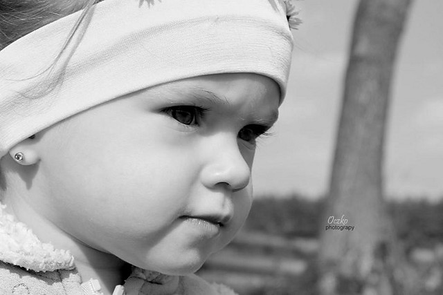 Aurelia (: