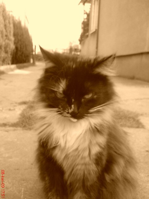a to wasnie jest kot kat