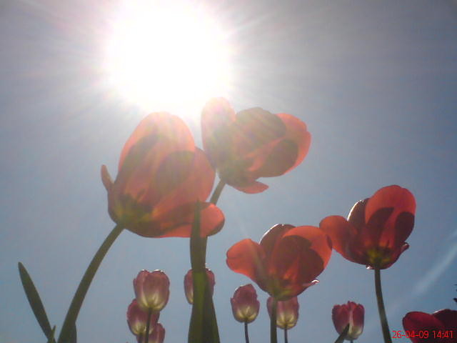 ahh te tulipany