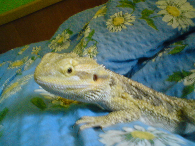 Fafnir=Fafek