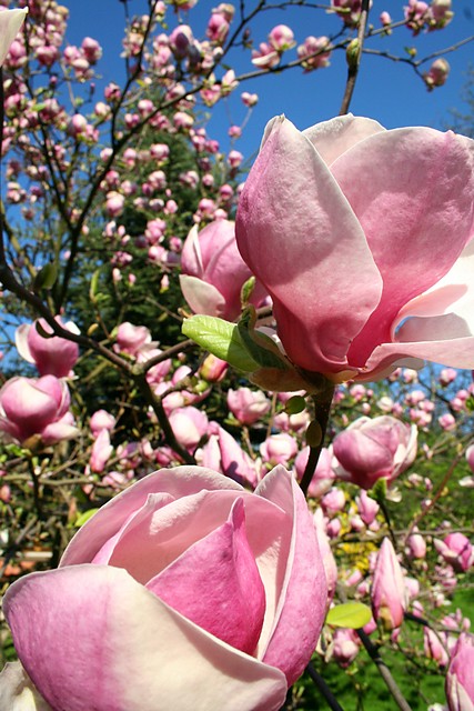 magnolia