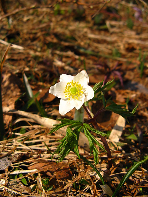 Zawilec gajowy