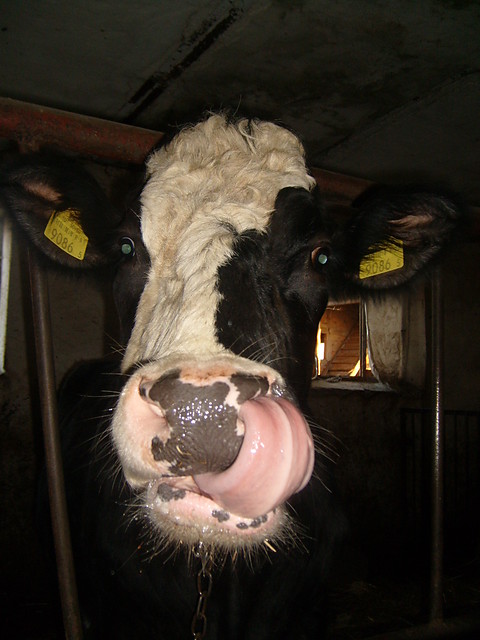 muuu !