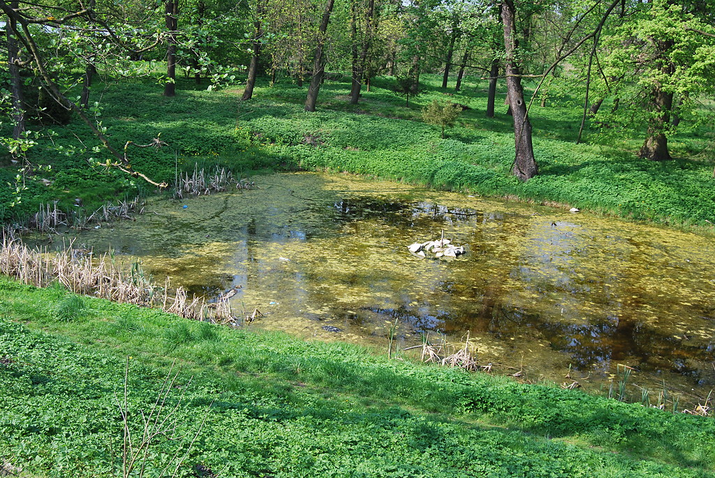 Oczko