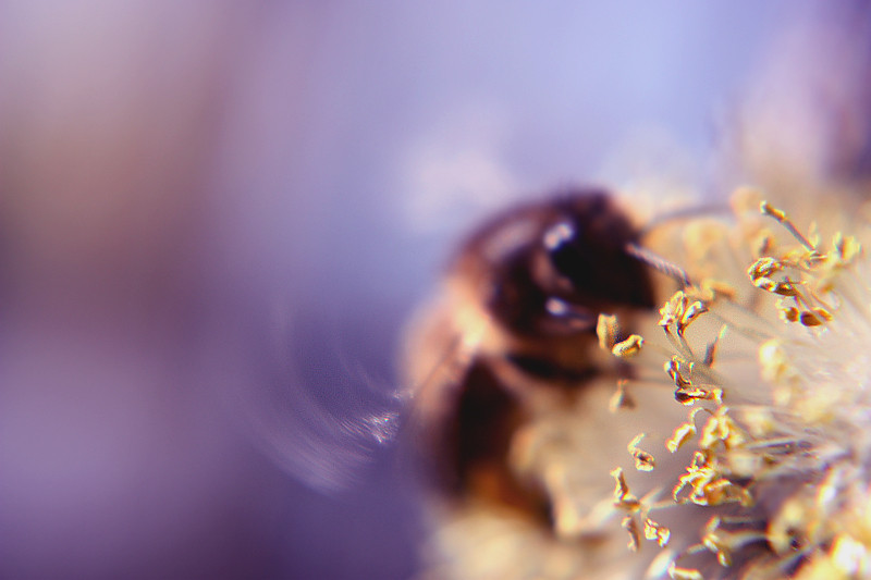 bzz.