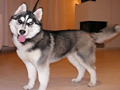 Szarik 
