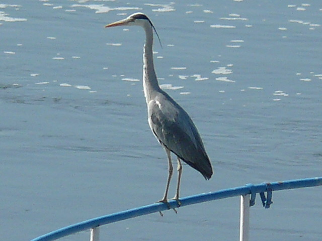 NATURA