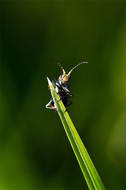 Bug one