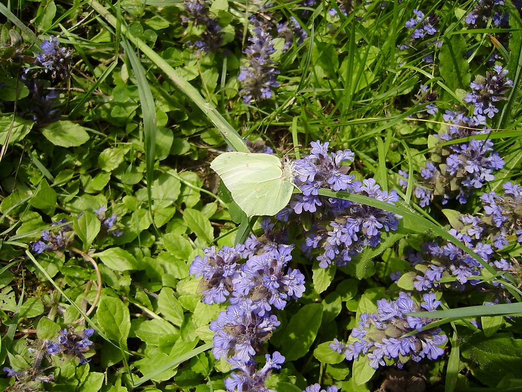 NATURA - MOTYL