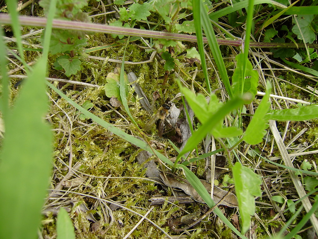 NATURA - OWAD