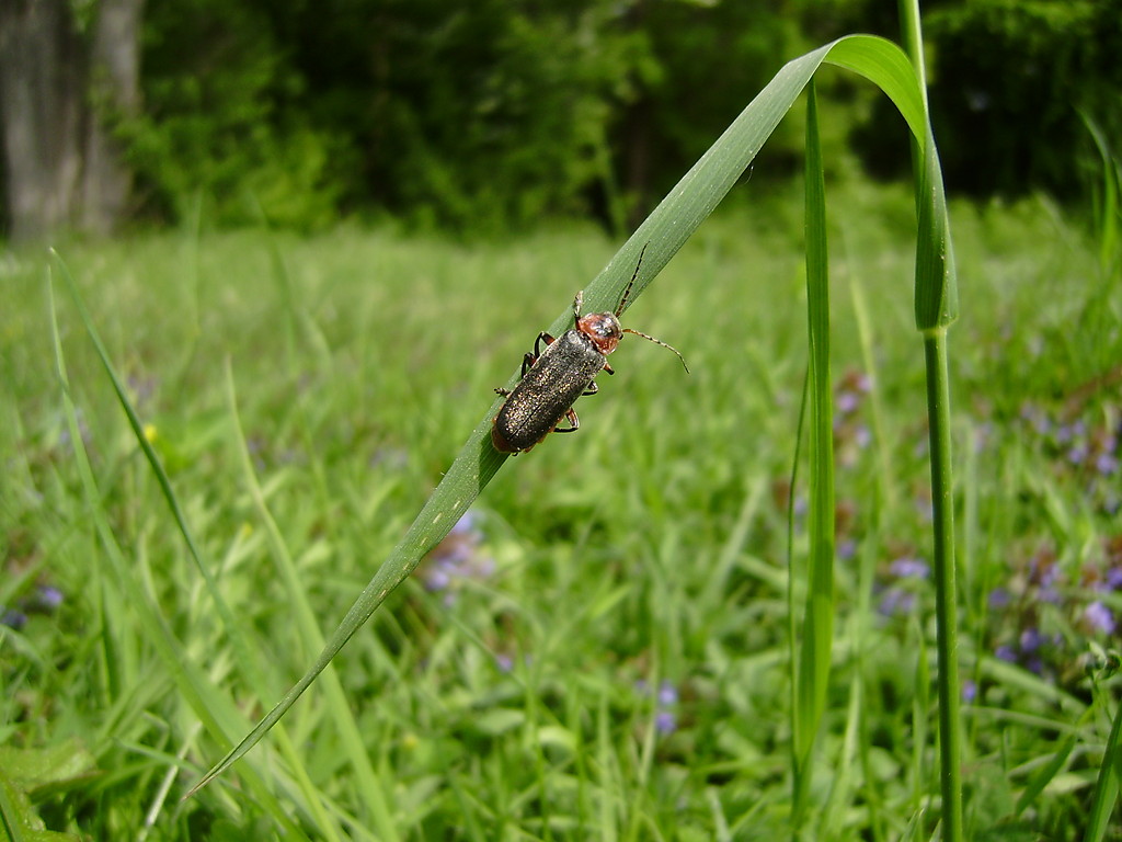 NATURA - ROBACZEK