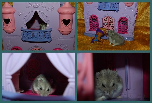 My hamster. Her name is Tina!