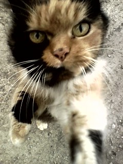 kotecek :) 