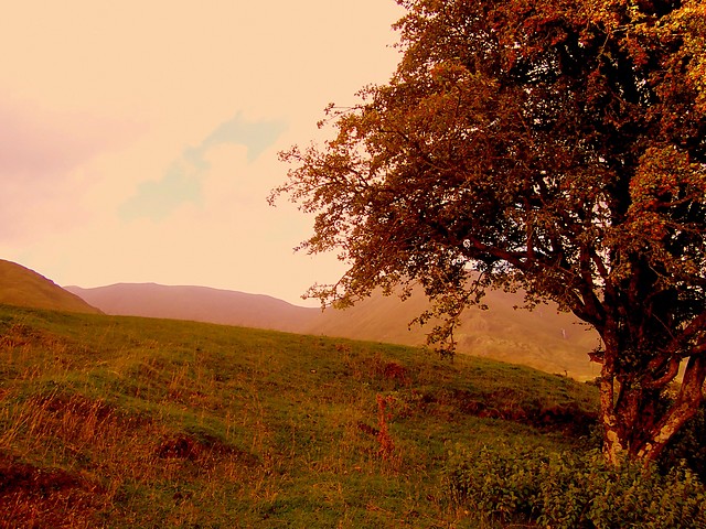 Alone tree in the dark