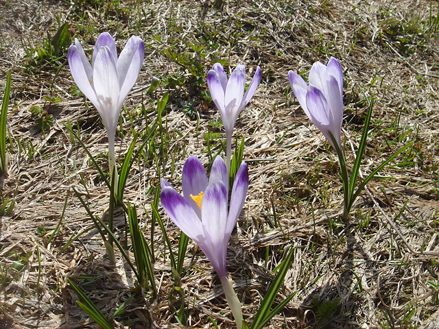 Krokusy