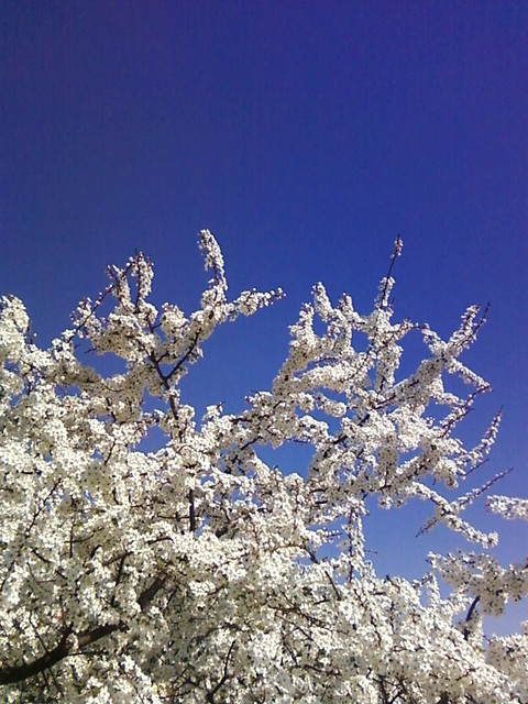 like a heaven