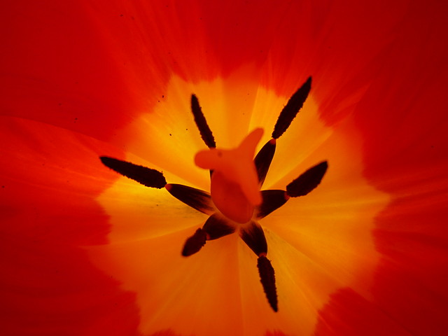 Tulipanek :)
