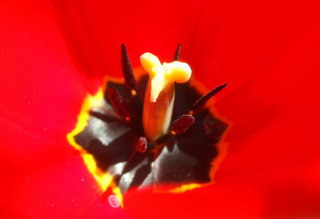 Tulipan.