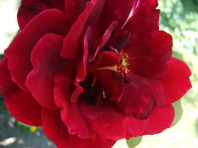 rosee
