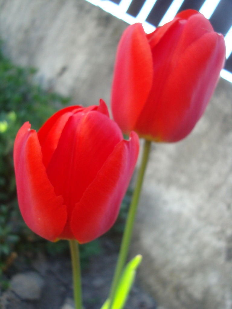 tulipany xd
