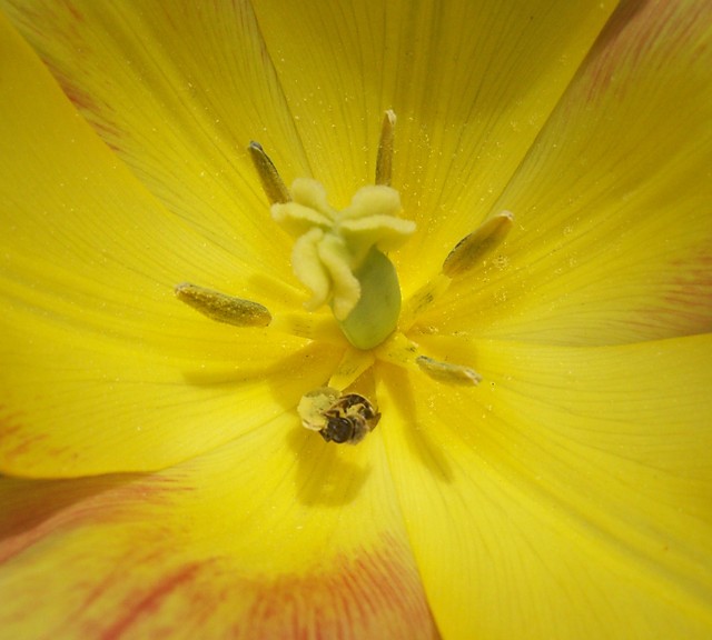 Tulipan