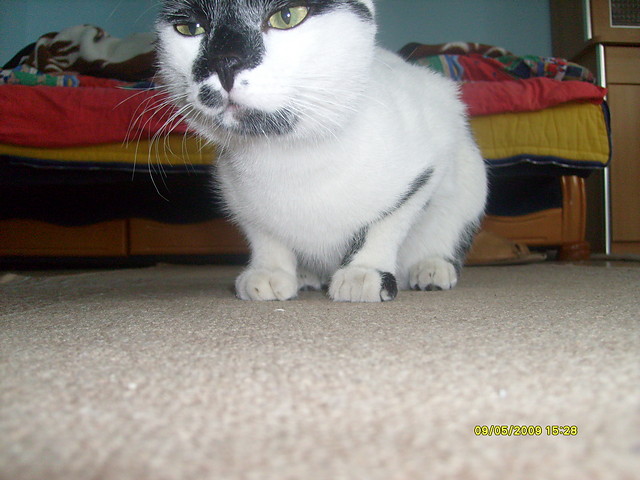 ` Milkinson.