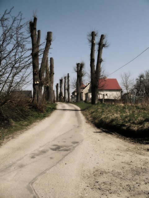 Dziwne drzewa