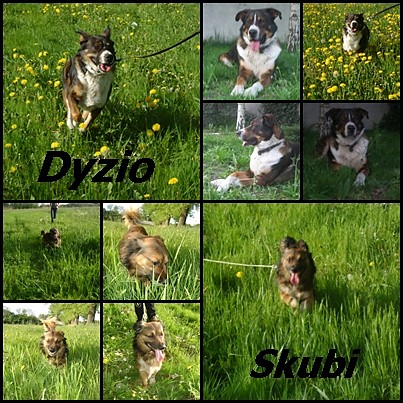 Dyzio i Skubi