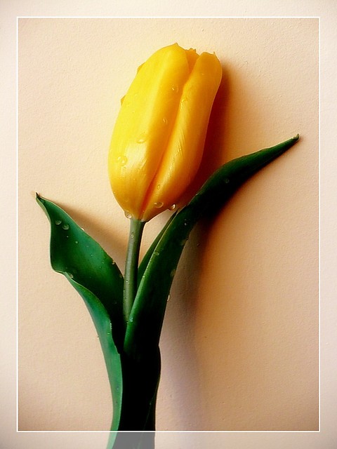 TuliPan;)