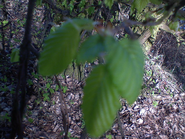 listki 