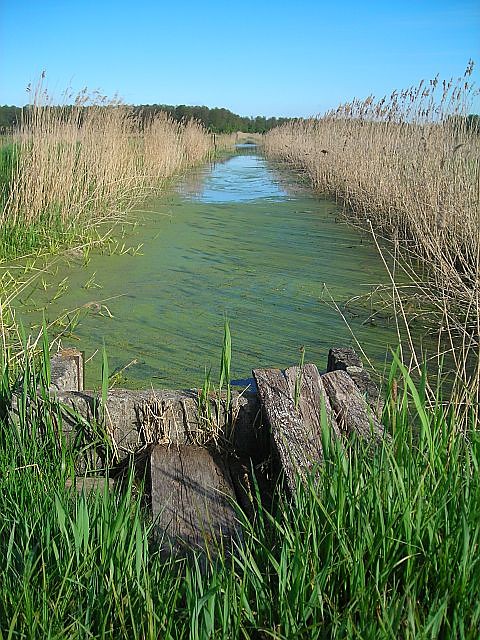 Rzsa wodna