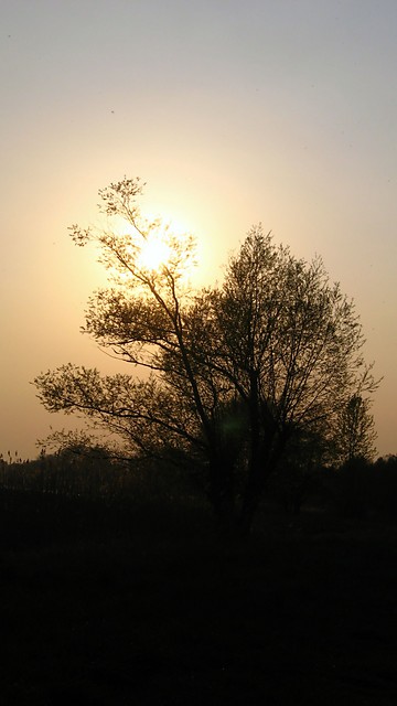 sonko