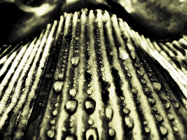 Rain drops
