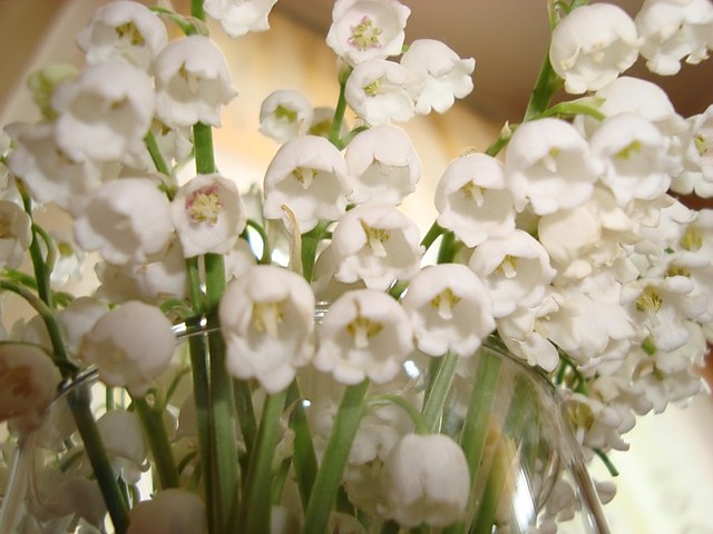 Biae konwalie 