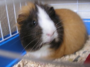 Melcia;d