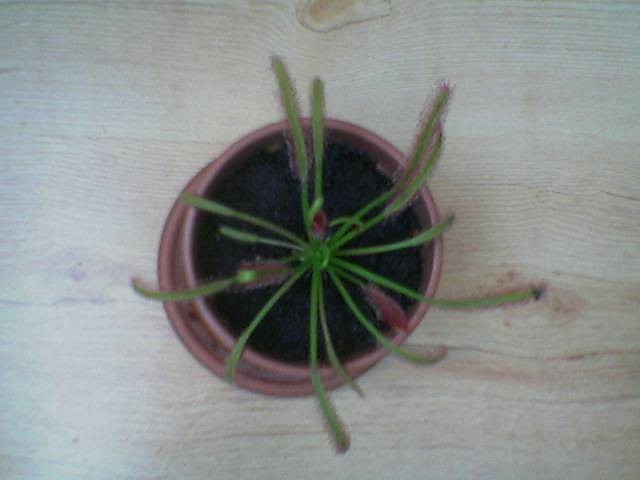 rosiczka z gry:)