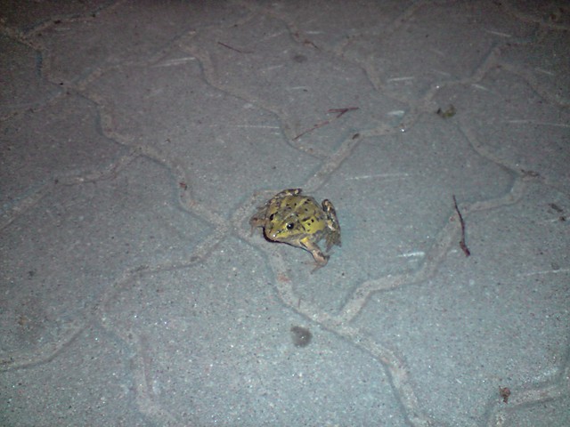 Frogg.