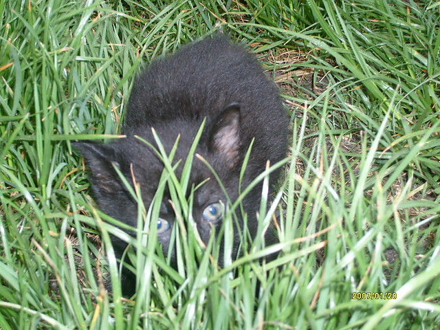 kotek