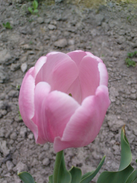 Tulipan