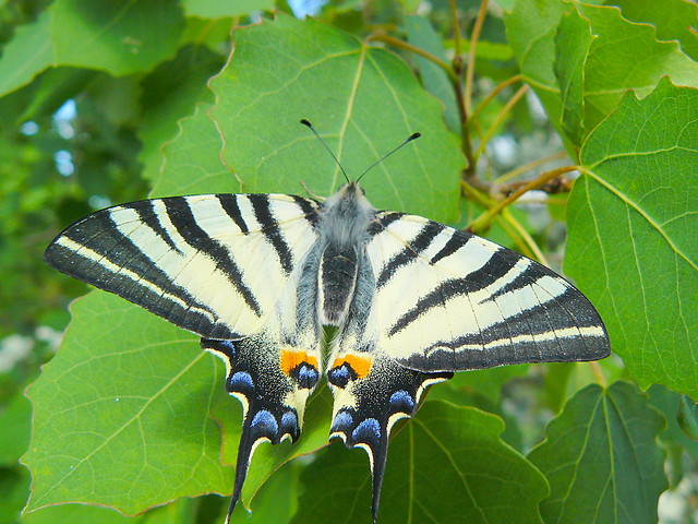 I.podalirius