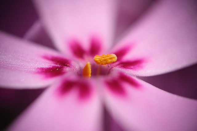 phlox