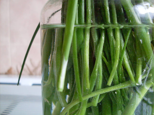 Szczypior.