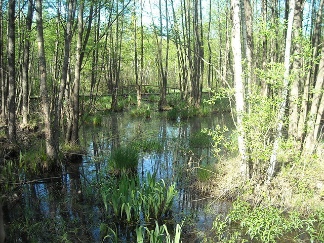 Biebrza