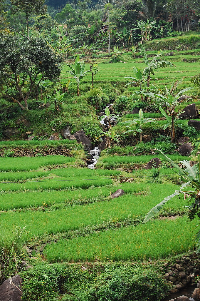 Bogor i okolice, Jawa