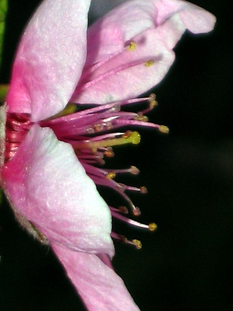 kwiatek