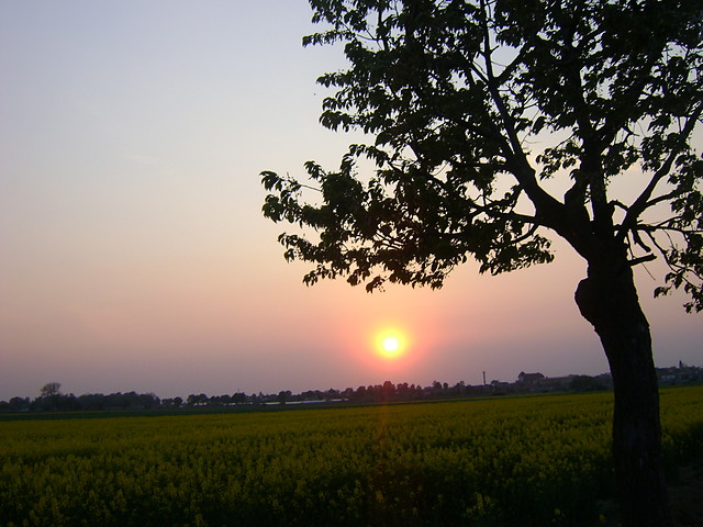 Sonce