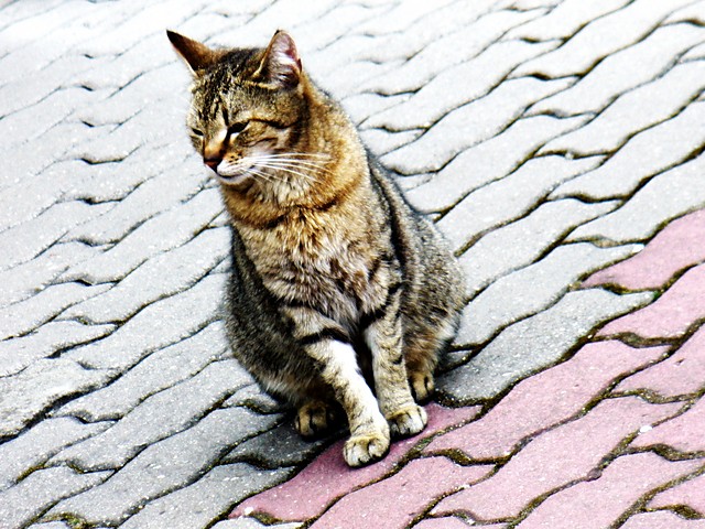 Kitka