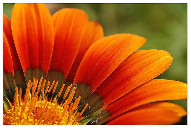 Hot Flower