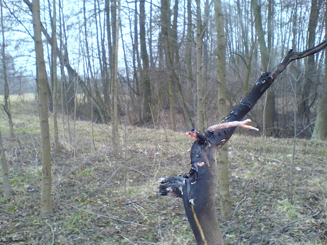 Bajeczka Niesamowita.