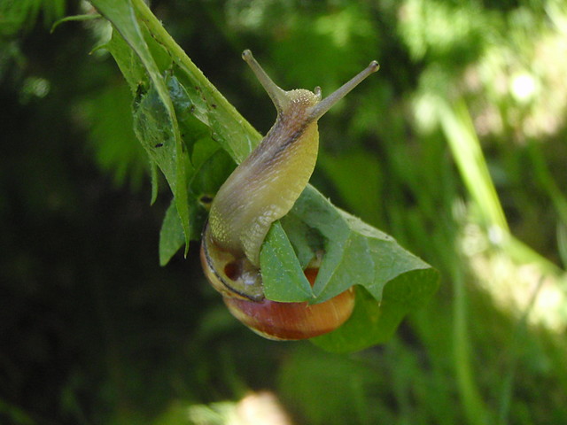 limaczek